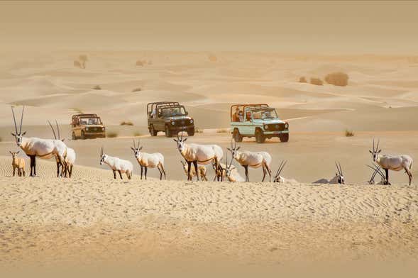 Desert Safari por el Oasis de Al Marmoom en 4x4 vintage