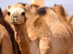 Al Ain, mercado de camellos