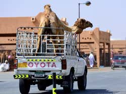 Al Ain, mercado de camellos