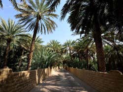 Oasis de Al Ain