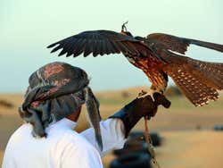 Espectáculo de halcones en el desierto