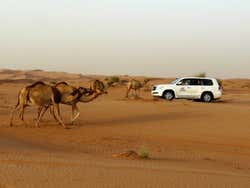Safari desierto